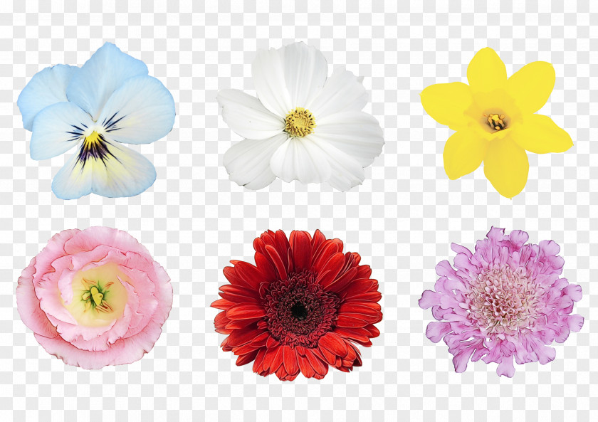 Wildflower Anemone Drawing Of Family PNG
