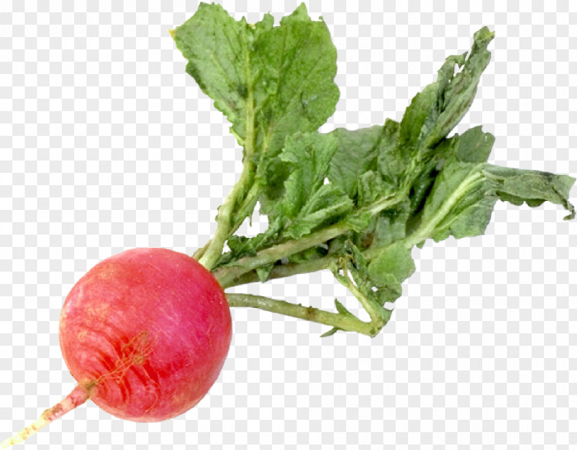 Carrot Turnip Vegetable Raphanus Raphanistrum Subsp. Sativus Daikon PNG