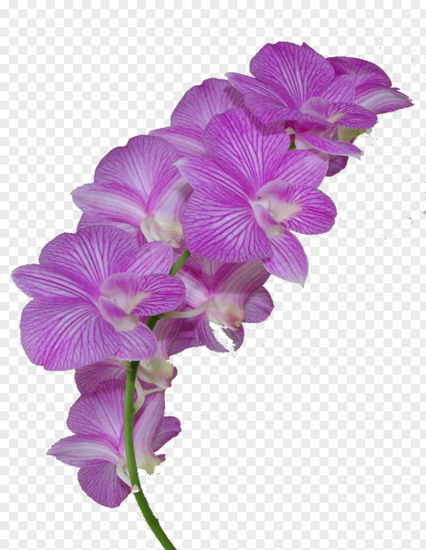 Flower Orchids Dendrobium Clip Art PNG