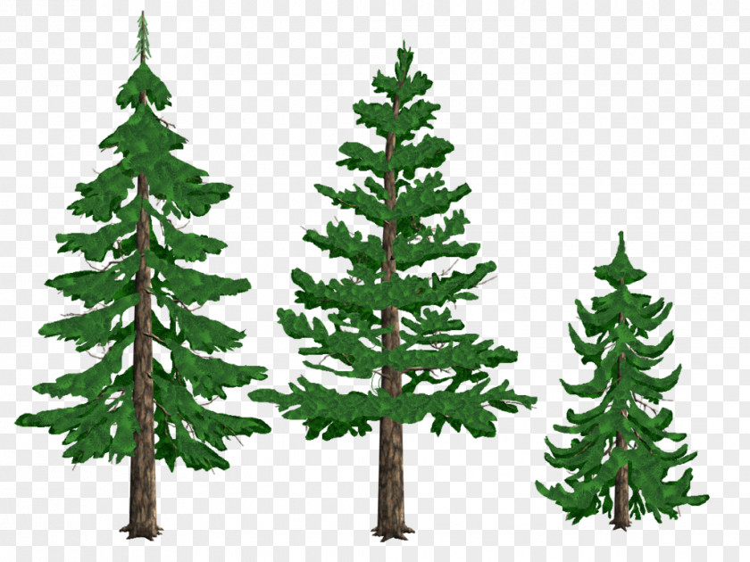 Pine Tree Drawing Conifers Fir PNG