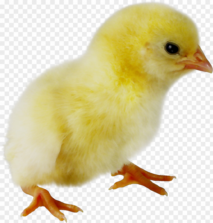 Chicken Bird Egg Beak Feather PNG