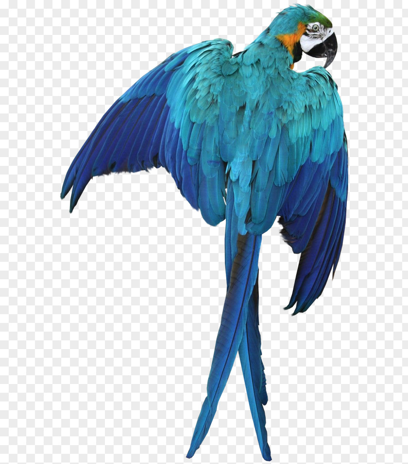 Pirate Parrot Bird Macaw PNG