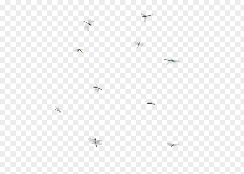 Stella Cherry Tree Information Bird Migration Angle Line Font PNG