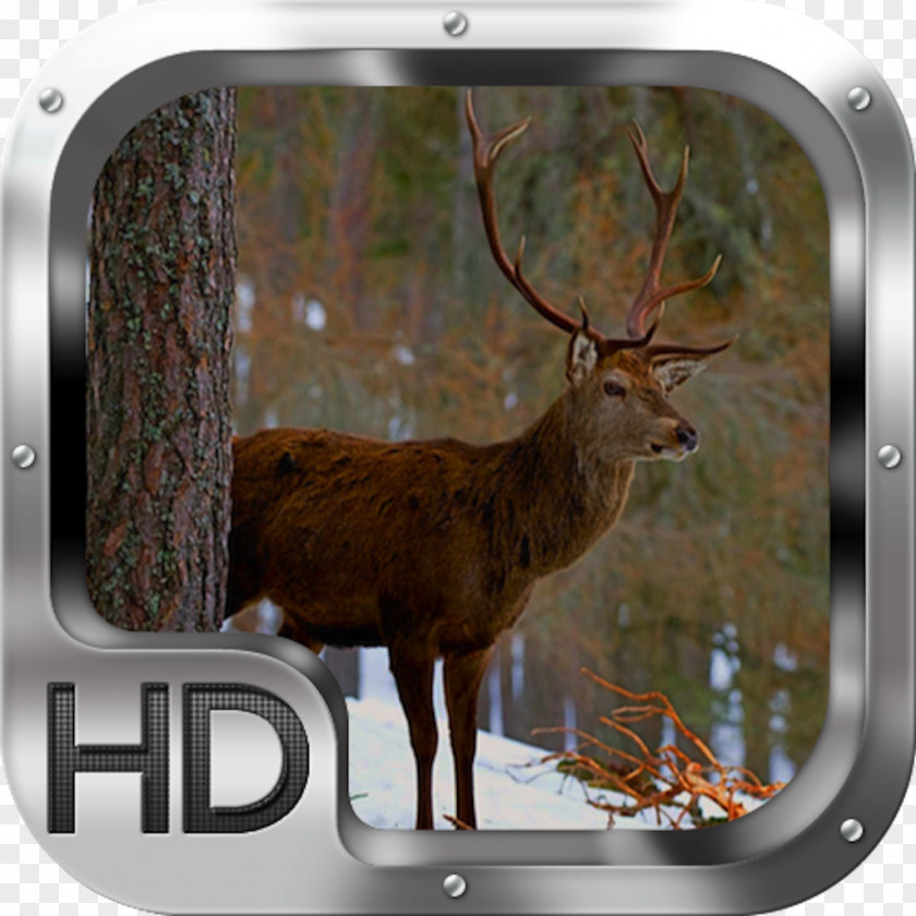 Elk Head Desktop Wallpaper Apple IPhone 7 Plus Handheld Devices PNG