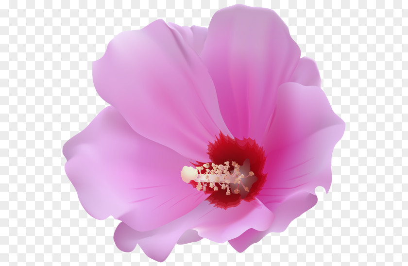 Evolution Hibiscus Clip Art PNG