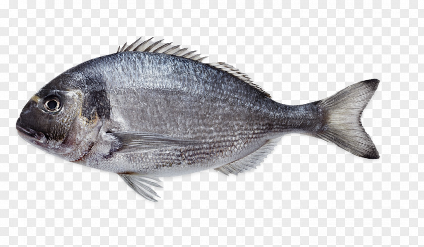 Fish Tilapia Gilt-head Bream Products Seafood PNG