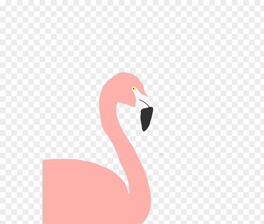 Flamingos Flamingo Bird PNG