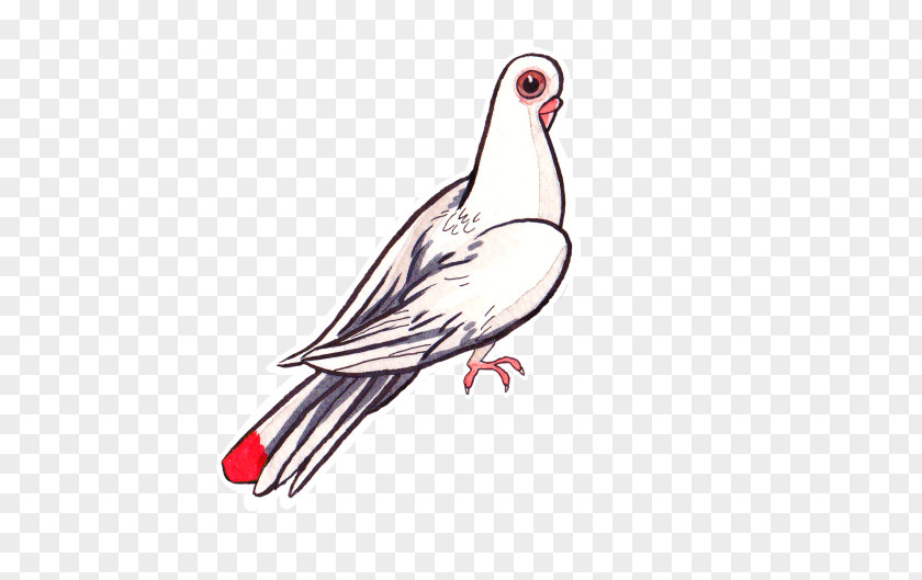 Pigeon Hawk Goose Cygnini Water Bird Duck /m/02csf PNG