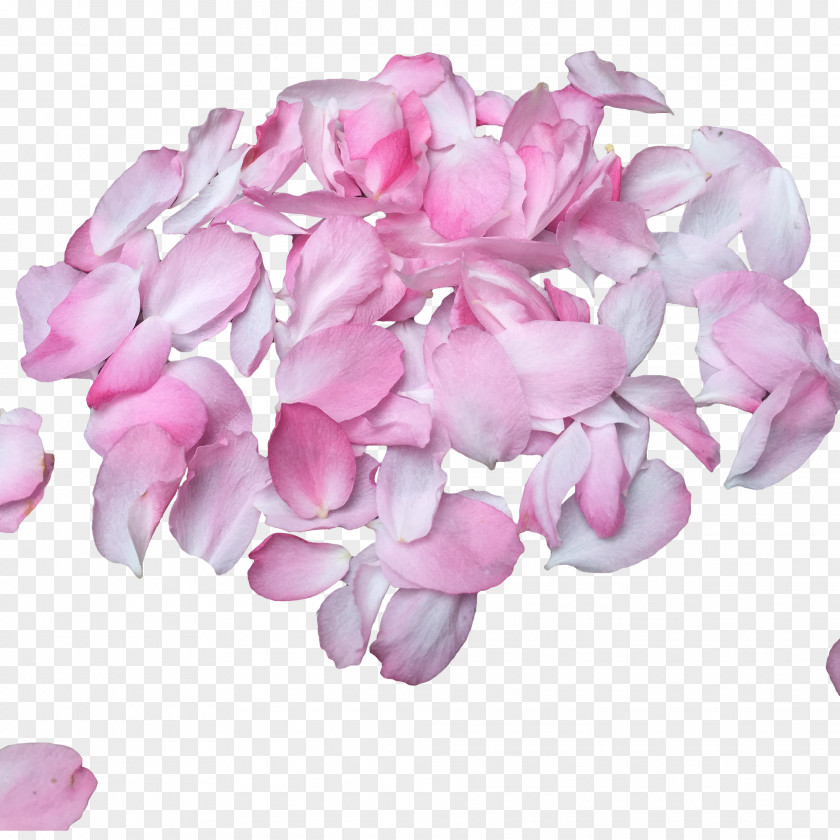 Pink Cherry Petals Design Material Birthday Petal PNG