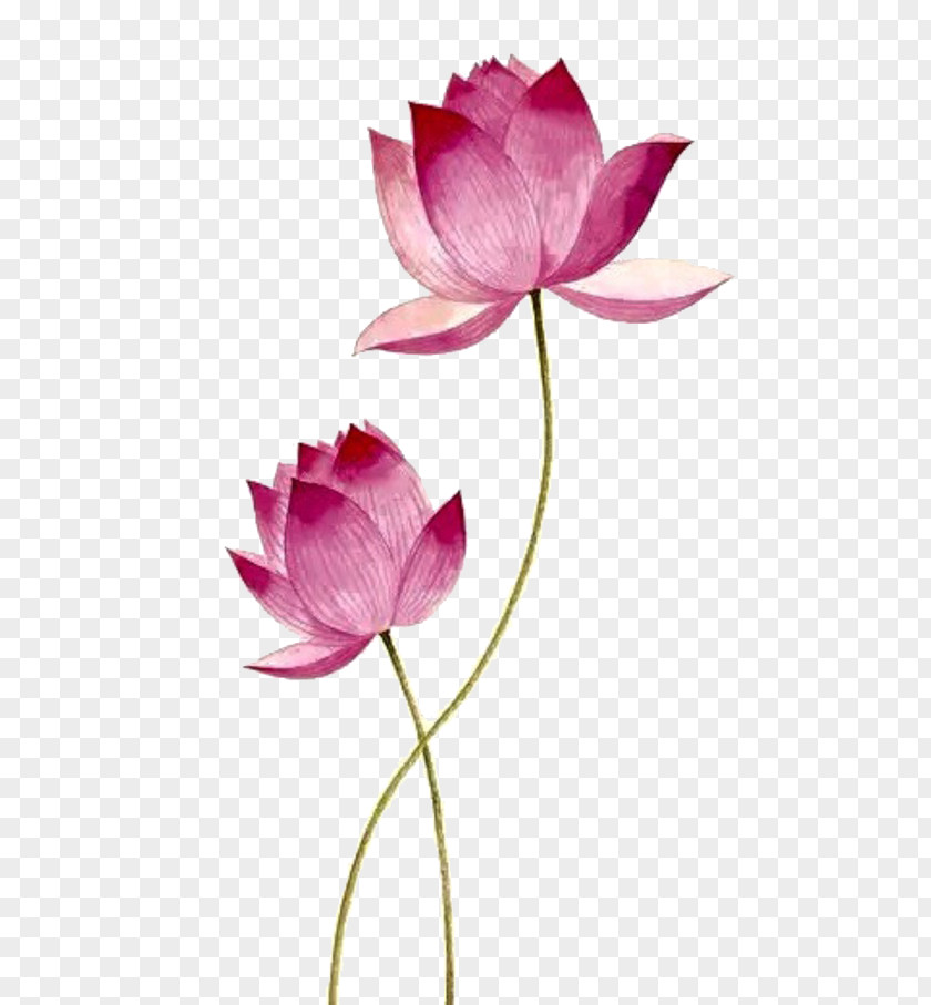 Pink Lotus Drawing Nelumbo Nucifera PNG