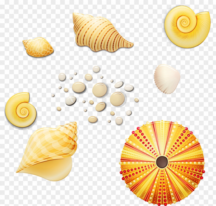 Seashell Journal Mollusca Icon Drawing PNG