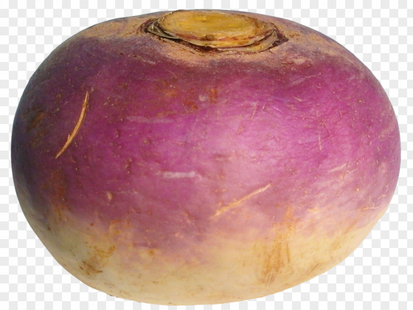 Vegetable Daikon Turnip Rutabaga Root Vegetables PNG