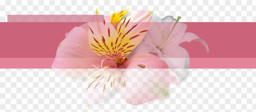 Best Wishes Floral Design Inspector Daya Cut Flowers Senior Abhijeet PNG