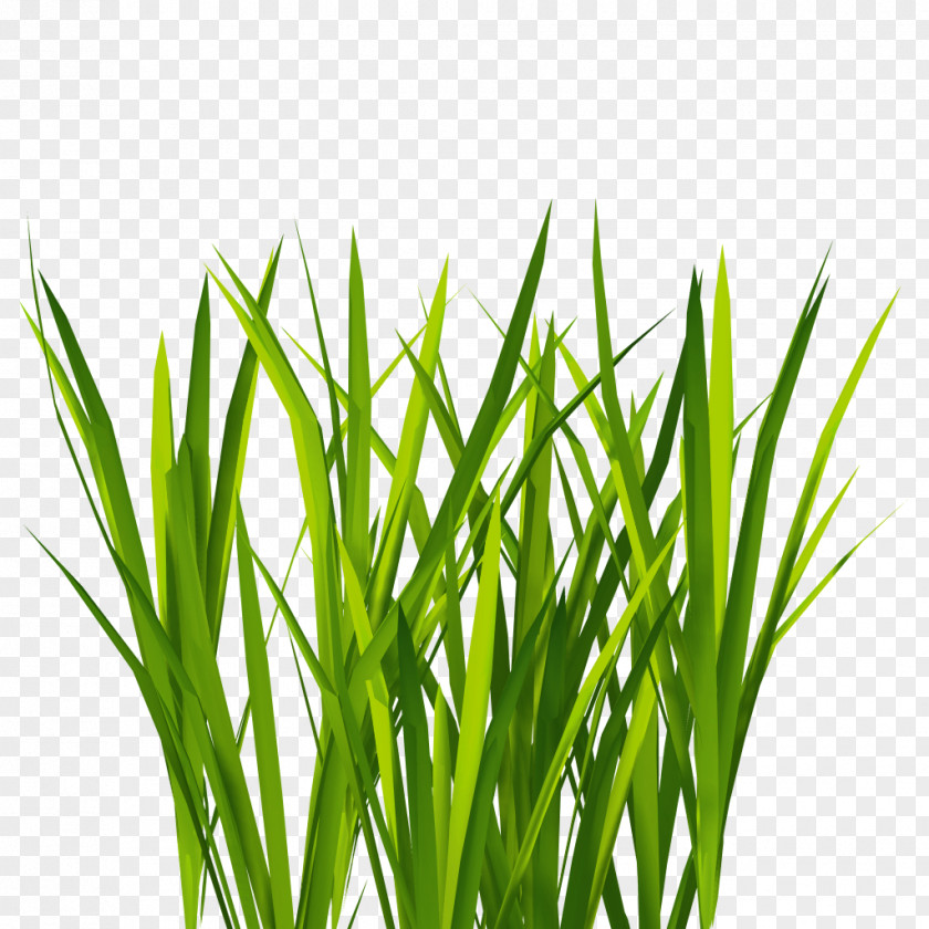 Grass Texture Mapping Lawn 3D Computer Graphics Clip Art PNG