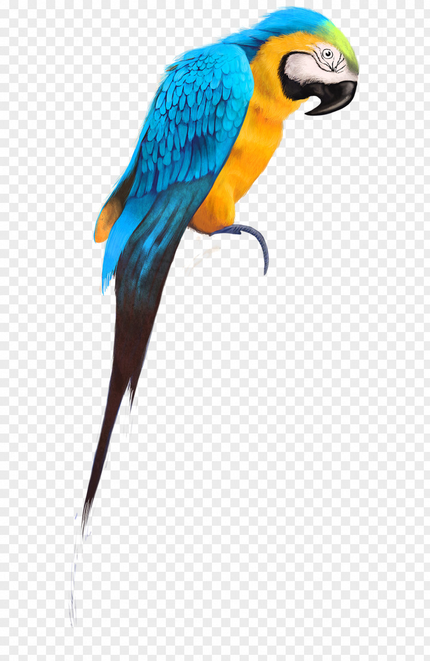 Parrot Budgerigar Bird Cockatiel Pet PNG
