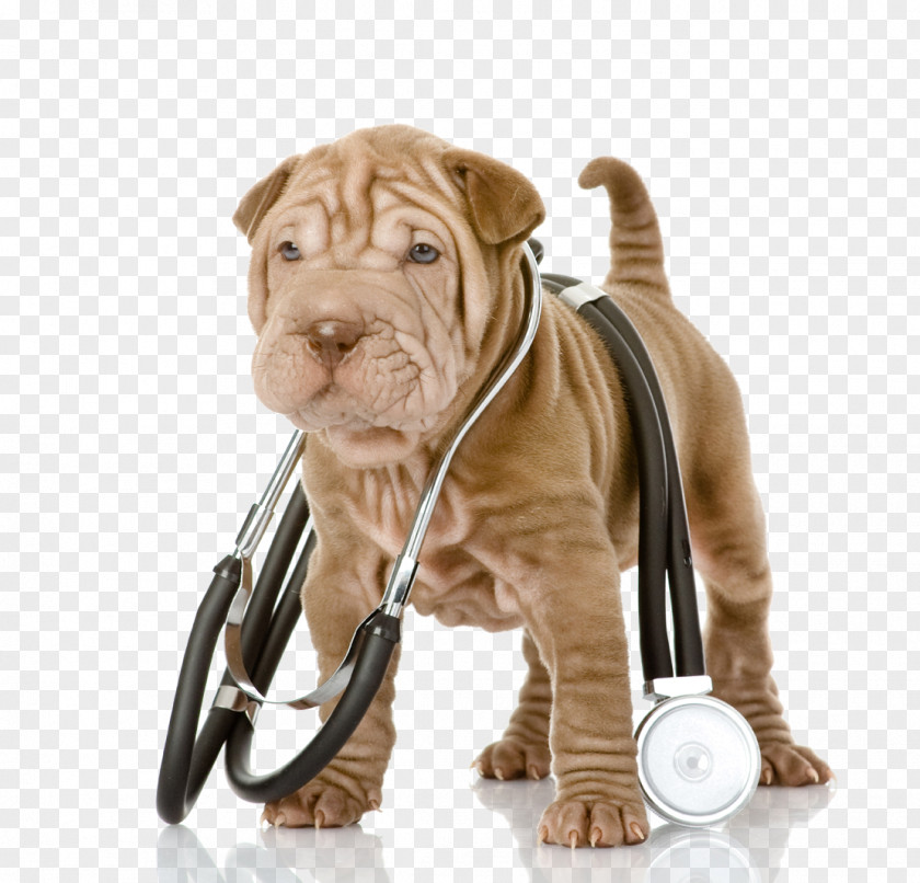Veterinarian Shar Pei Puppy Pet Stethoscope PNG