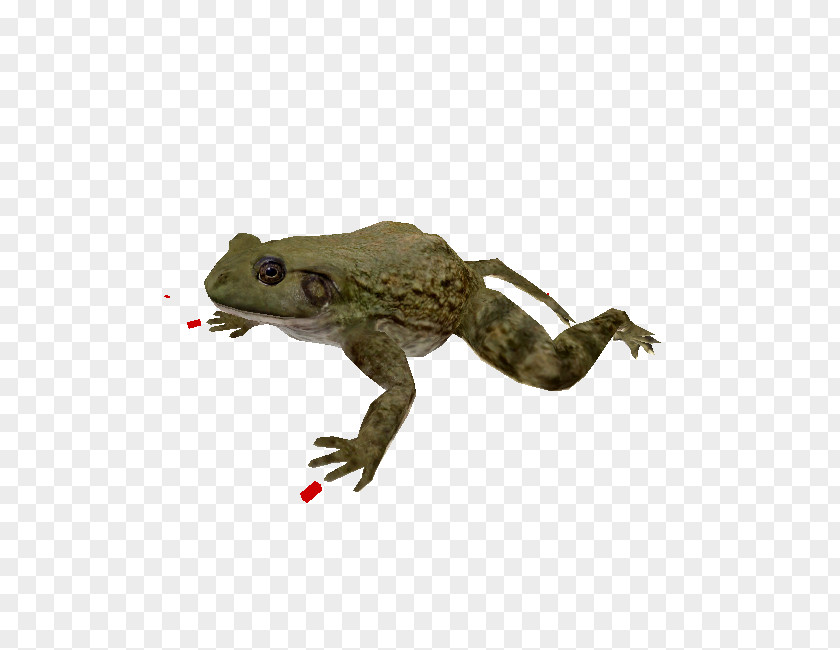 Zoo Tycoon Toad True Frog Amphibian PNG