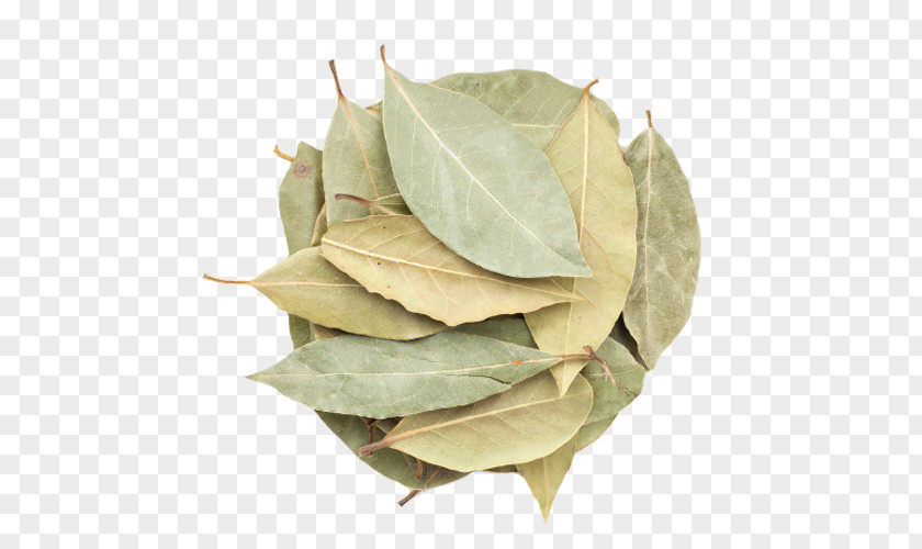 BAY LEAVES Bay Laurel Indian Cuisine Spice Leaf Herb PNG