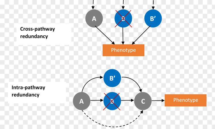 Circle Human Behavior Brand Point PNG