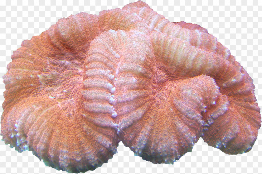 Coral Polyvore Jacket Mug Cup PNG