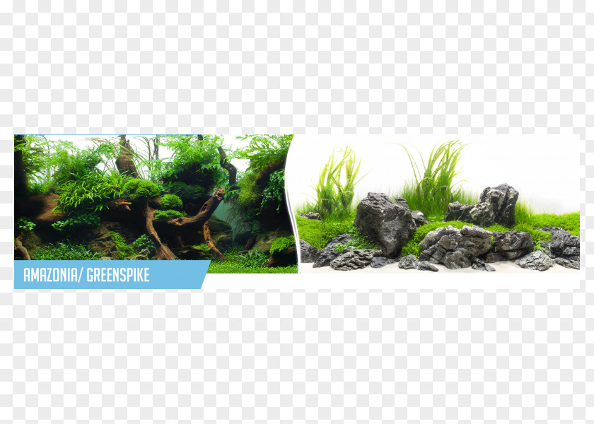 Ivan Aquarium BG .com Aquatic Plants .de PNG