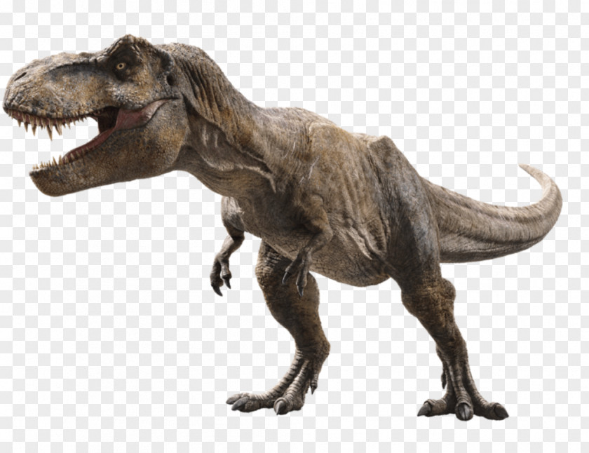 Jurassic Park Universal Pictures Tyrannosaurus Film Post-credits Scene PNG