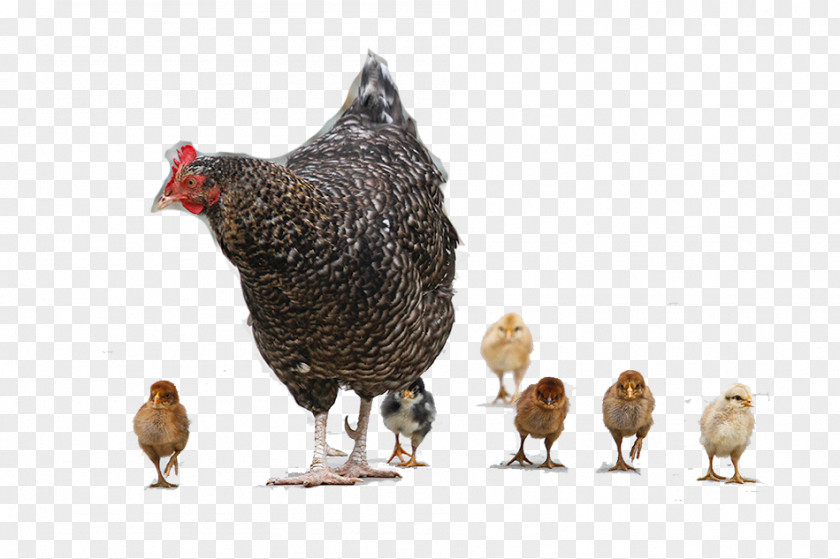Mother Hen And Chicken Baby Meat PNG