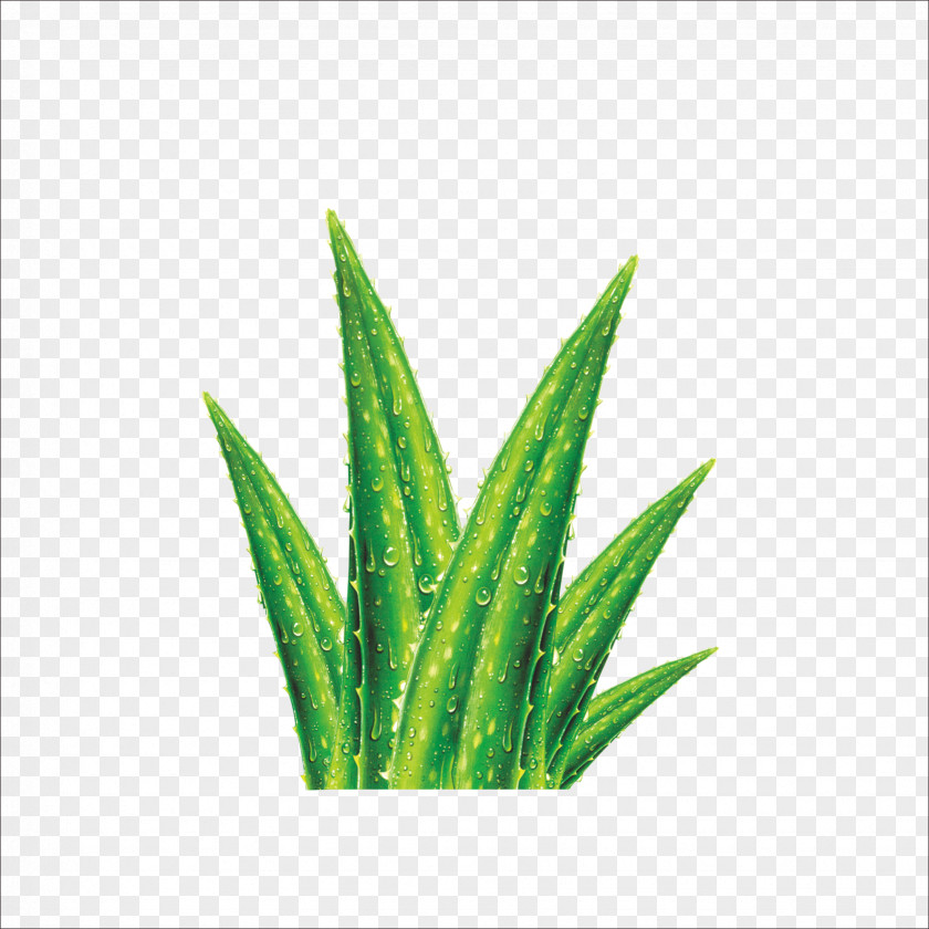 Aloe Vera Euclidean Vector Cosmetics Skin Gel PNG