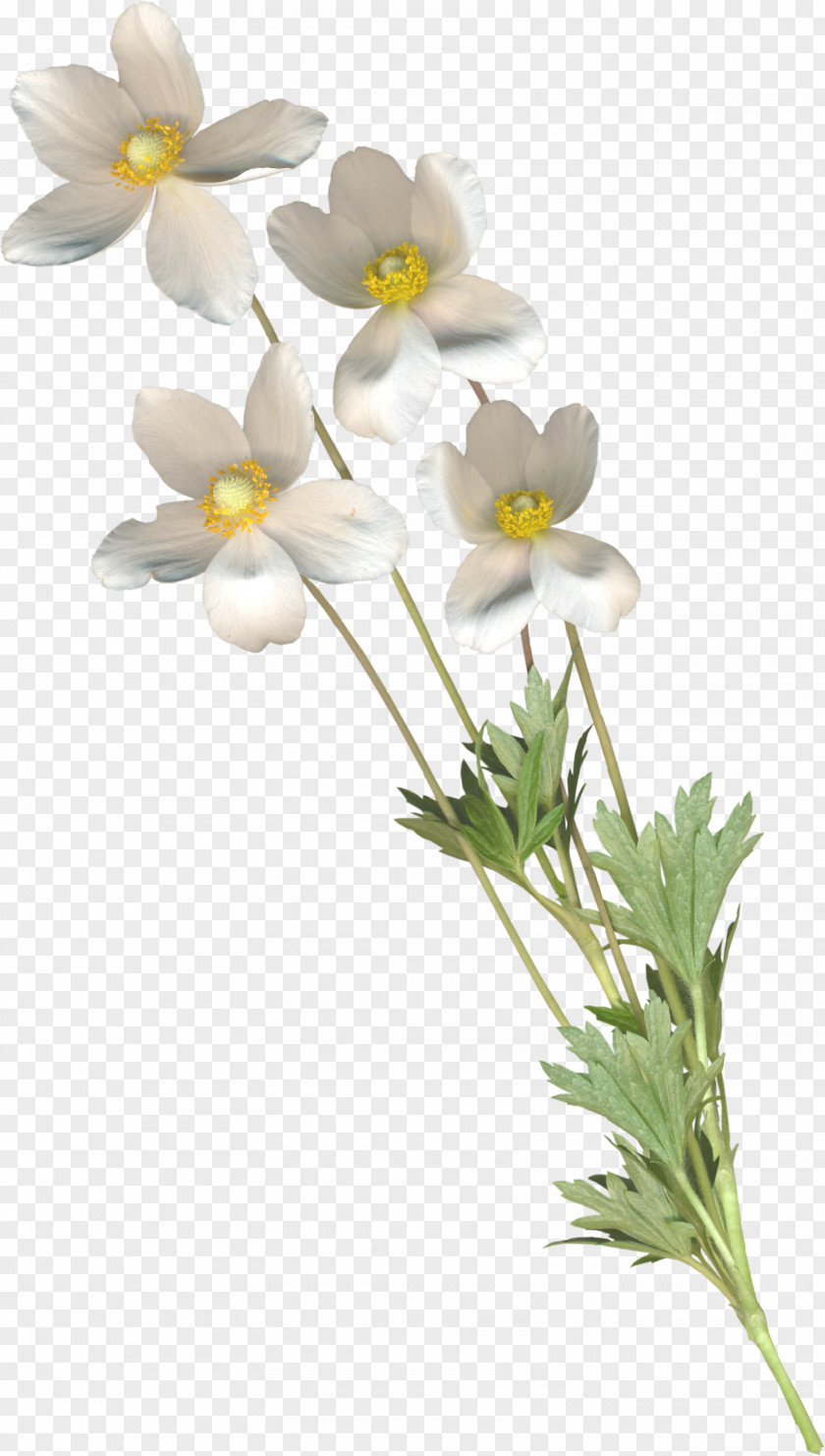 Flower Petal Cut Flowers Picture Frames PNG