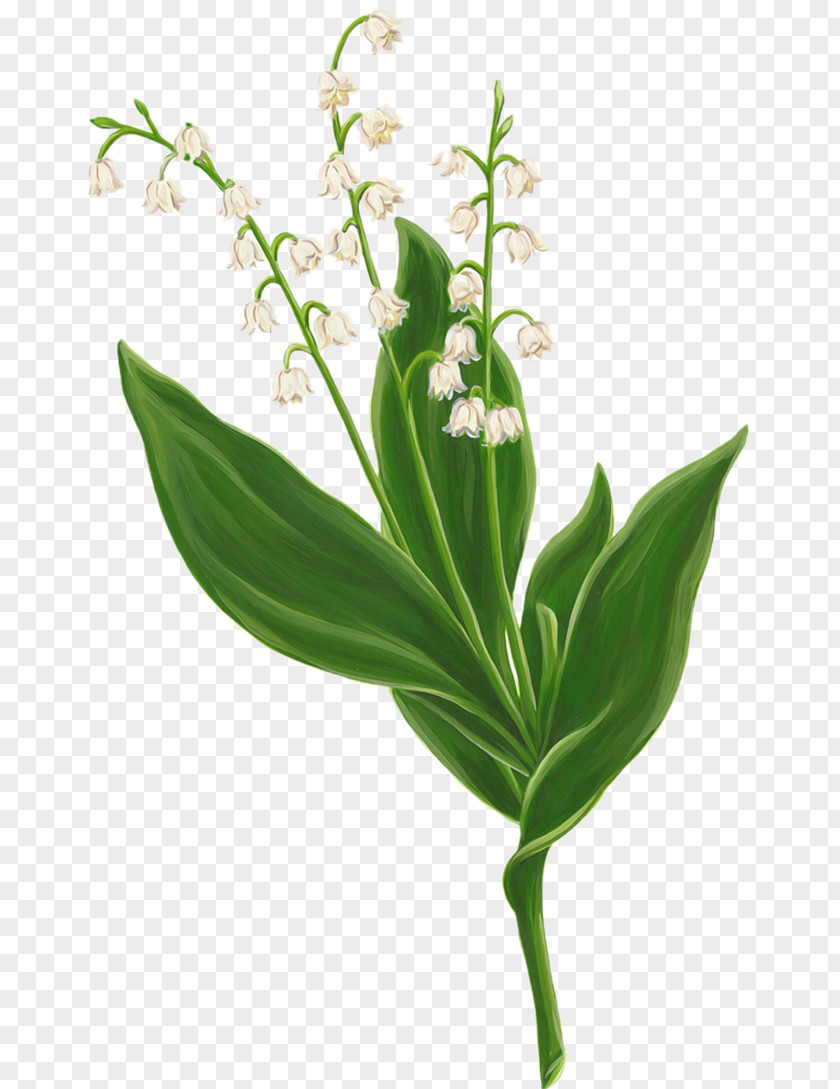 Lily Of The Valley Clip Art Image Drawing PNG