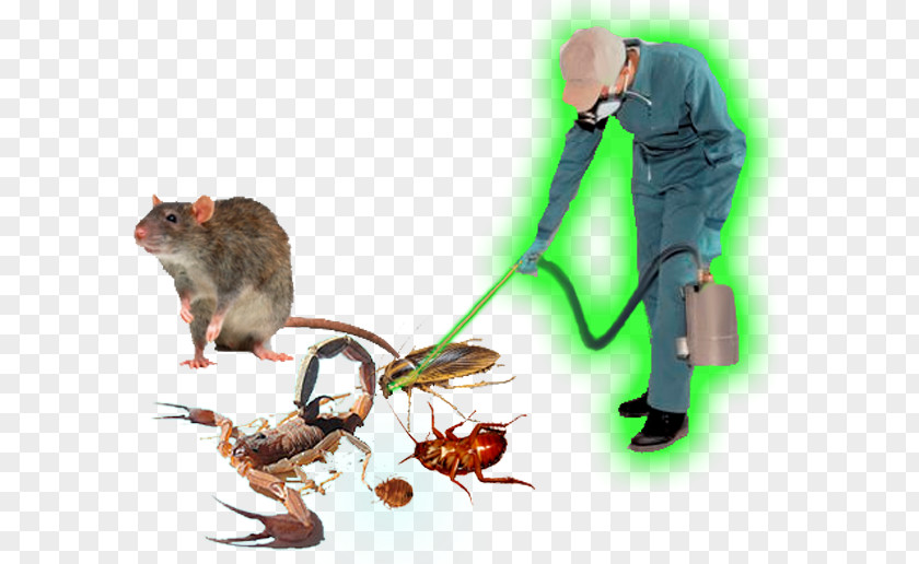Rat Pest Control Business Service PNG