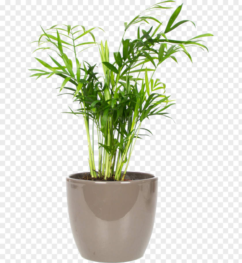سناب شات Arecaceae Chamaedorea Elegans Houseplant Spineless Yucca Chinese Money Plant PNG