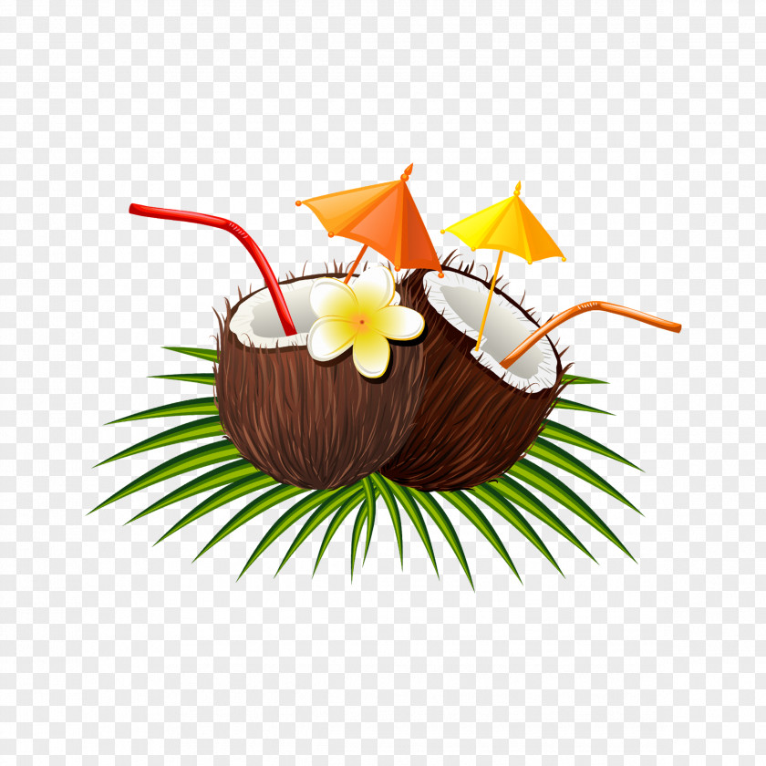 Coconut Euclidean Vector PNG