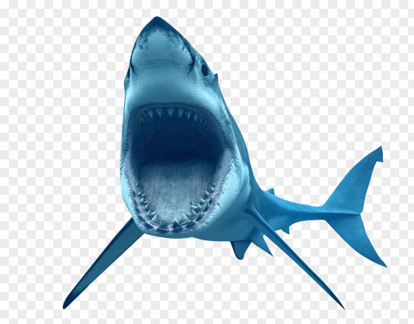 Ferocious Shark Great White Clip Art PNG