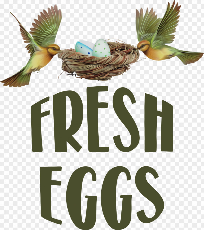 Fresh Eggs PNG