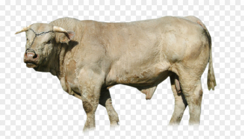 Snow White Calf Ox Bison Bull PNG