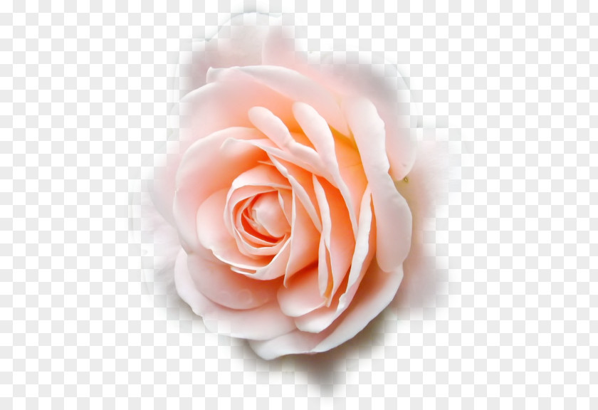Tulipe Garden Roses Cabbage Rose Inked With Love Floribunda Cut Flowers PNG