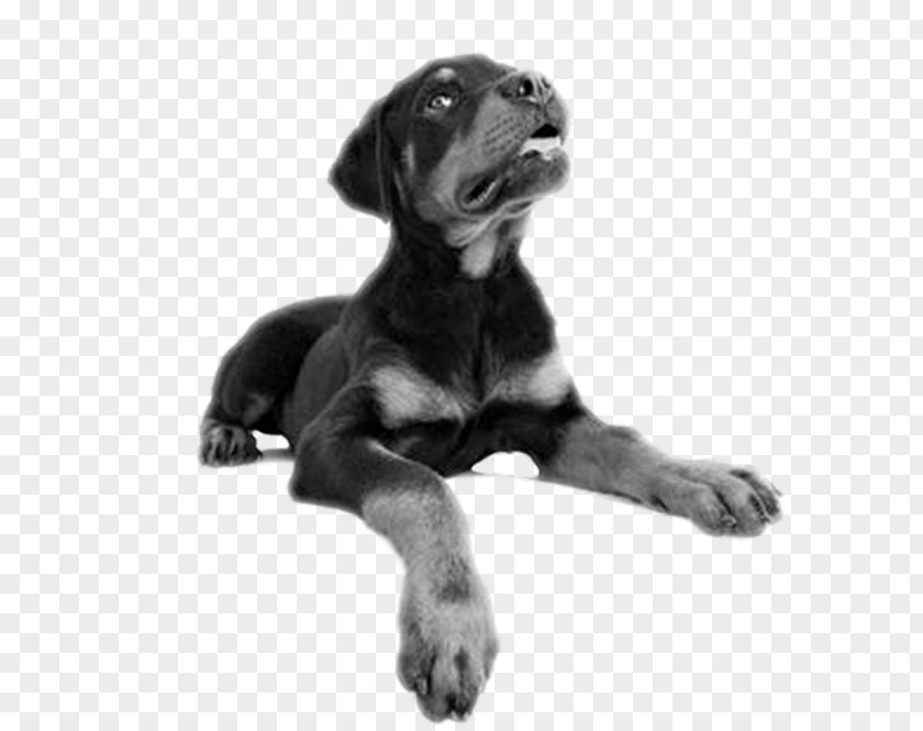 Creative Pet Dog Puppy Rottweiler Cane Corso Bernese Mountain Stock Photography PNG