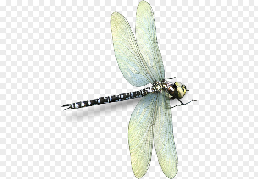 Dragonfly Insect Photography Clip Art PNG