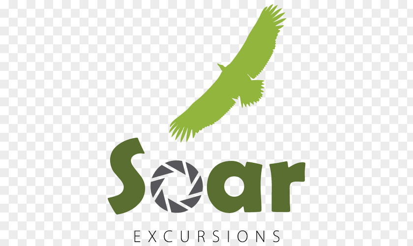 Excursion Soar Excursions Organization Beak Individual Bird PNG