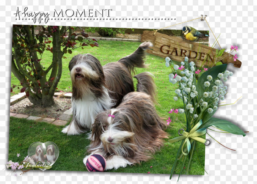 Georges Jouvin Dog Breed Bearded Collie Shih Tzu Rough PNG