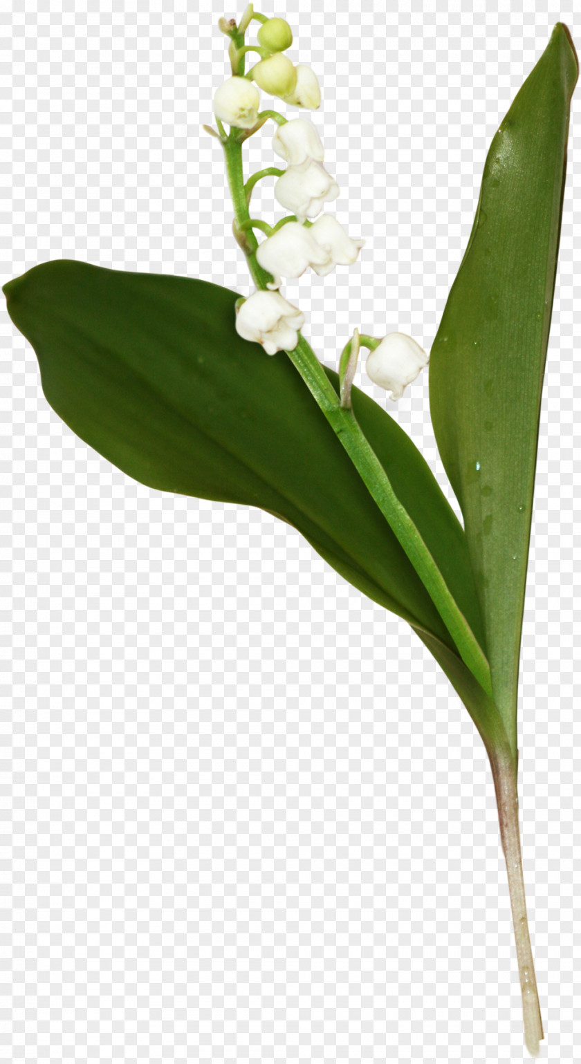 Lily Of The Valley Flower Floral Design Clip Art PNG