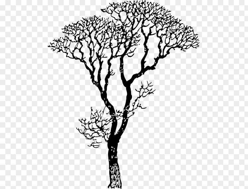 Sketch Wall Decal Tree Sticker Clip Art PNG