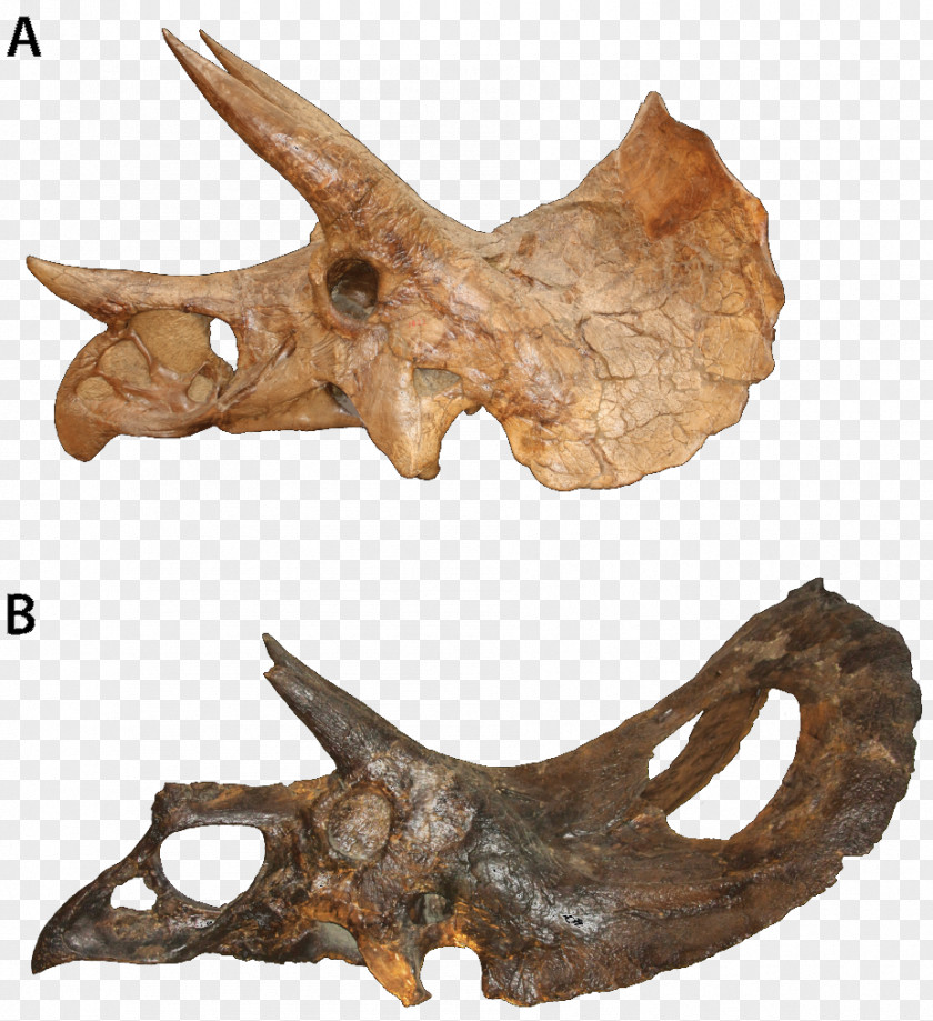 Torosaurus Triceratops Stegosaurus Ceratopsia PNG