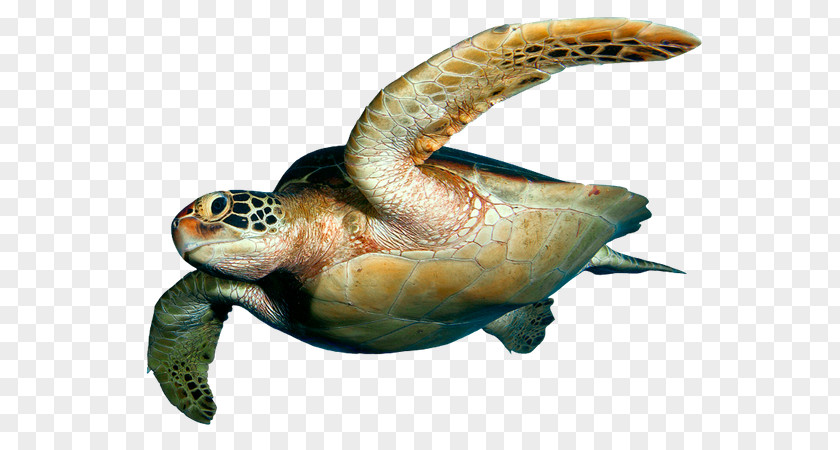 Turtle Loggerhead Sea Desktop Wallpaper Reptile PNG