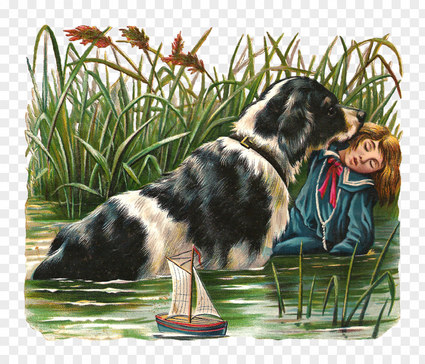 Australian Shepherd Newfoundland Border Collie PNG