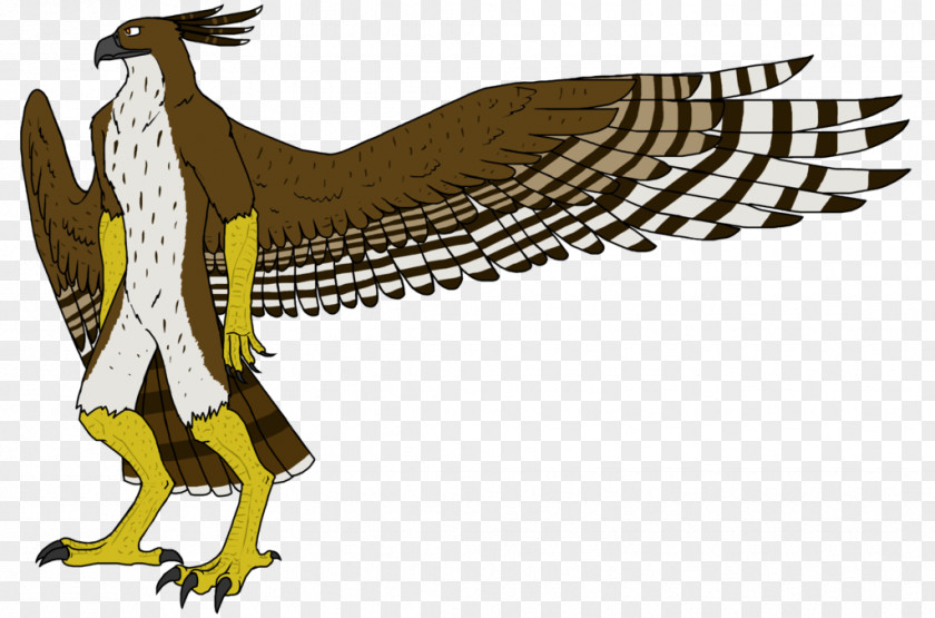 Avis Mockup Illustration Clip Art Fauna Beak Feather PNG