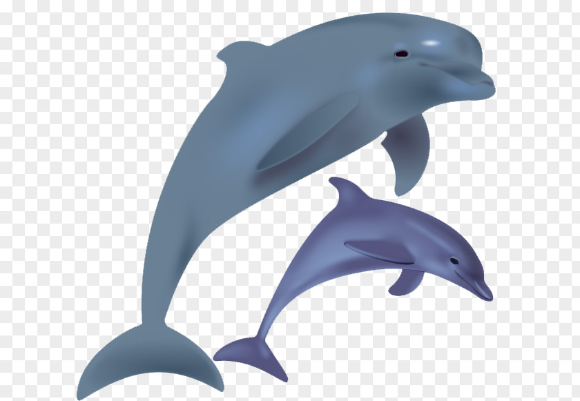 Dolphin Free Image Common Bottlenose Short-beaked Tucuxi Wholphin White-beaked PNG