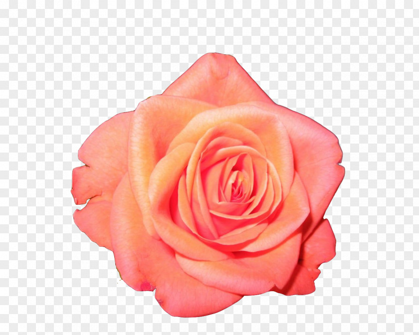 Orange Garden Roses Flower Clip Art PNG