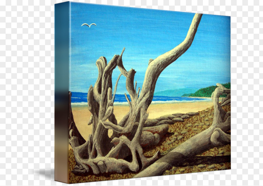 Painting Driftwood Wildlife Fauna Stock Photography PNG